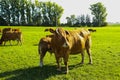 Calf drinks from udder on pasture