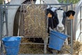 Calf eating in a cage Royalty Free Stock Photo