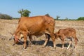 Calf eating cow\'s milk Royalty Free Stock Photo