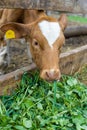 Calf eating green rich fodder Royalty Free Stock Photo