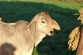 Calf face ,cow calf selective focus,gir cow calf Royalty Free Stock Photo