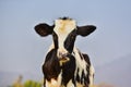 Calf face on nature Royalty Free Stock Photo