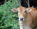 calf face selective focus Royalty Free Stock Photo