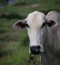 calf face selective focus Royalty Free Stock Photo