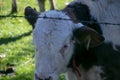Calf face , selective focus Royalty Free Stock Photo