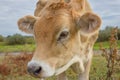 Calf face .Young cow portrait Royalty Free Stock Photo