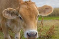 Calf face .Young cow portrait Royalty Free Stock Photo