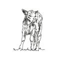 calf - farm animal, hand drawn illustration