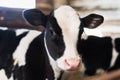 calf on the farm. Inside the farm is a cute baby cow. A lot of hay. Royalty Free Stock Photo