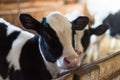 Calf on the farm. Inside the farm is a cute baby cow. A lot of hay. Royalty Free Stock Photo