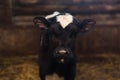 Calf on the farm. Inside the farm is a cute baby cow. A lot of hay. Royalty Free Stock Photo