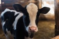 calf on the farm. Inside the farm is a cute baby cow. A lot of hay. Royalty Free Stock Photo