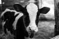 Calf on the farm. Inside the farm is a cute baby cow. A lot of hay. Royalty Free Stock Photo