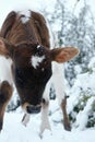 Calf on farm in winter snow closeup Royalty Free Stock Photo