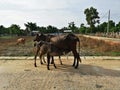 Calf feed by its mother