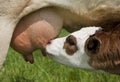 Calf feeding Royalty Free Stock Photo