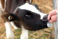 Calf Feeding