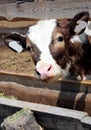 Calf feeding Royalty Free Stock Photo