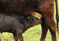 Calf Feeding Royalty Free Stock Photo