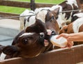 Calf feeding from a bottle.