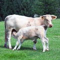 Calf feeding from cow