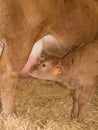 Calf Feeding From Cow Royalty Free Stock Photo