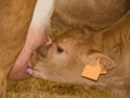 Calf Feeding From Cow Royalty Free Stock Photo