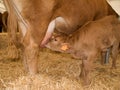 Calf Feeding From Cow Royalty Free Stock Photo