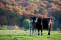 Calf feeding from a cow in autumn Royalty Free Stock Photo