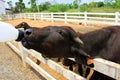 Calf feeding. Feeding a little baby calf from bottle. Royalty Free Stock Photo