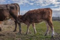 Calf suckling milk Royalty Free Stock Photo