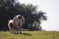 Calf feeding Royalty Free Stock Photo