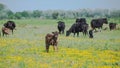 Calf in a field in Camargue Royalty Free Stock Photo