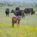Calf in a field in Camargue Royalty Free Stock Photo