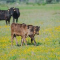 Calf in a field in Camargue Royalty Free Stock Photo