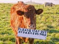 Calf in Field With Stay Out Sign