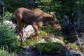 Calf in the forest. Moose in the Colorado Rocky Mountains
