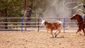 Calf Roping At An Australian Country Rodeo Royalty Free Stock Photo