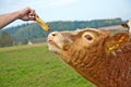 Calf gets feed Royalty Free Stock Photo