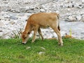 Calf on mountain summer pasture near the river Royalty Free Stock Photo