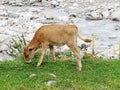 Calf on mountain summer pasture near the river Royalty Free Stock Photo