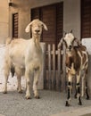 A calf and a Goat in front a antique house