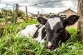 Calf in the Grass Royalty Free Stock Photo