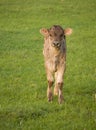 The calf grazed in the mountains of Serbia