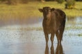 Calf grazing in the Marshes of the Ampurdan, Girona Royalty Free Stock Photo