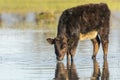 Calf grazing in the Marshes of the Ampurdan Royalty Free Stock Photo