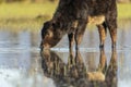 Calf grazing in the Marshes of the Ampurdan Royalty Free Stock Photo