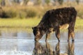 Calf grazing in the Marshes of the Ampurdan Royalty Free Stock Photo