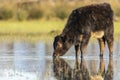 Calf grazing in the Marshes of the Ampurdan Royalty Free Stock Photo