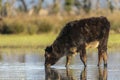 Calf grazing in the Marshes of the Ampurdan Royalty Free Stock Photo